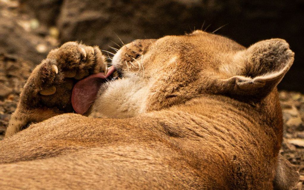 Puma en Refugio Animal Cascada y sus garras. FOTO: Kendra Ivelic