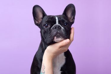 Los perros pueden oler cuando estamos estresados, según un estudio