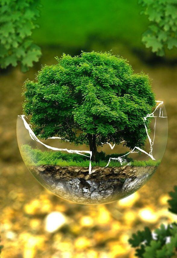 ¿Por qué se celebra el Día del Medioambiente y cuál es su diferencia con el Día de la Tierra?