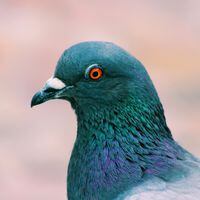 Qué es el virus de Newcastle que está afectando a las aves de Chile y cuáles son sus síntomas