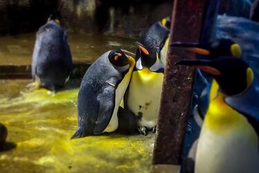 twitter-pinguinos+