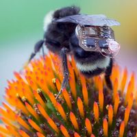 Equipan abejorros con sensores para monitorear humedad y temperatura en cultivos
