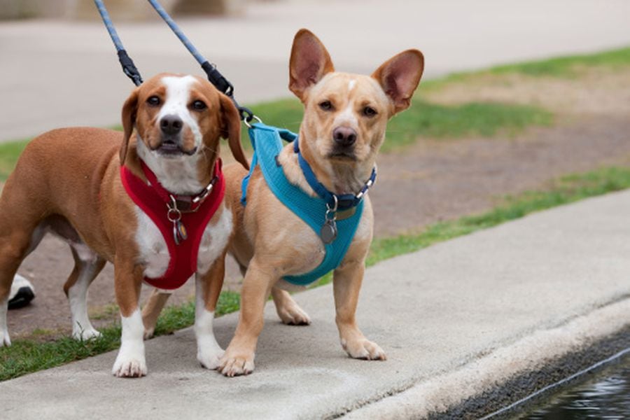 Arnés anti tiro para perros Halti