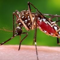 Cómo identificar al mosquito del Dengue y cuáles son los síntomas de la enfermedad