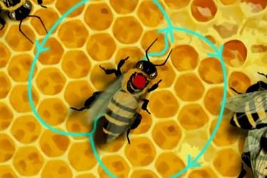 La sofisticada evolución del cerebro de las abejas