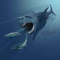 El prehistórico tiburón que acechó el océano chileno aflora en Desierto de Atacama