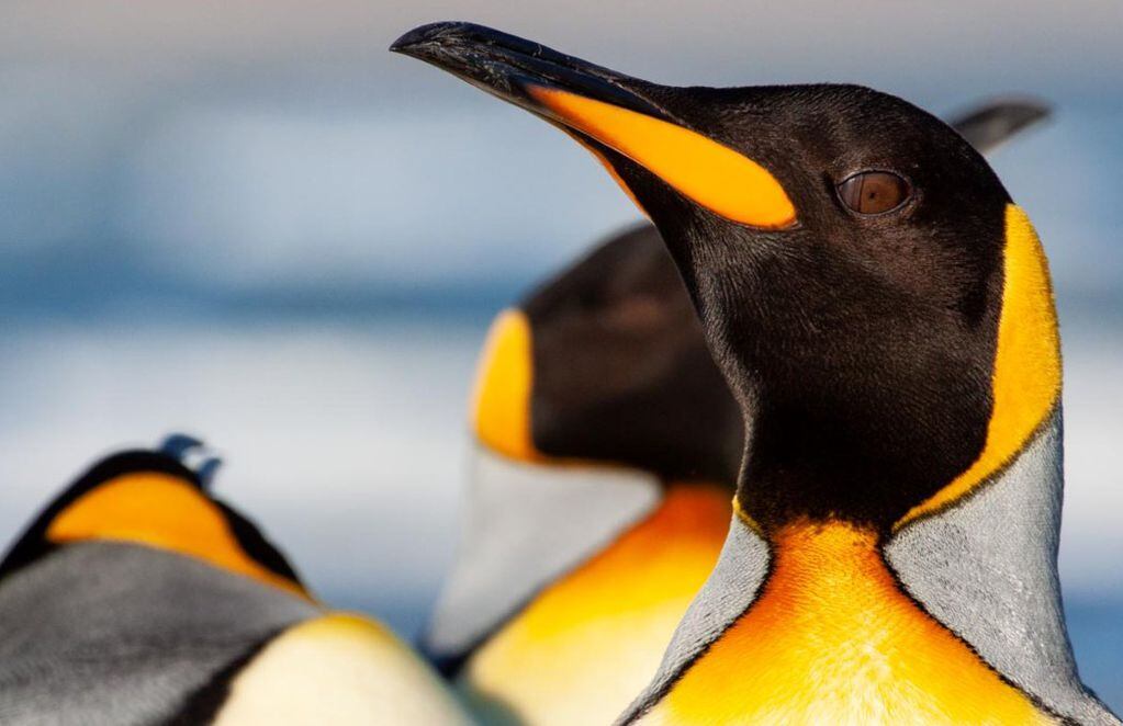 Primer plano de un pingüino rey. FOTO: Claudio Vidal