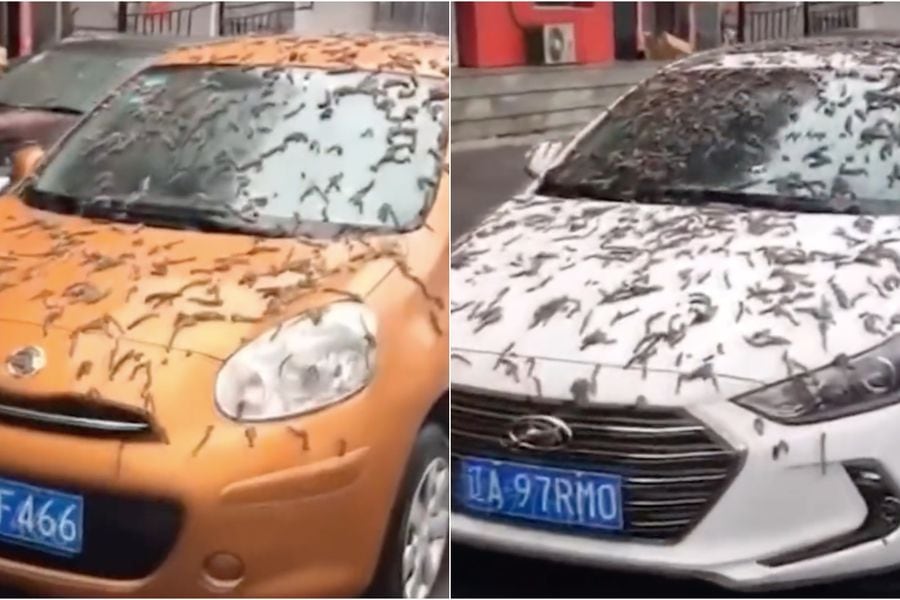 El video de la supuesta lluvia de gusanos en China - La Tercera