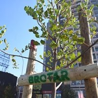 Más áreas verdes en Santiago: arranca programa que busca plantar 30 mil árboles en 34 comunas de la RM