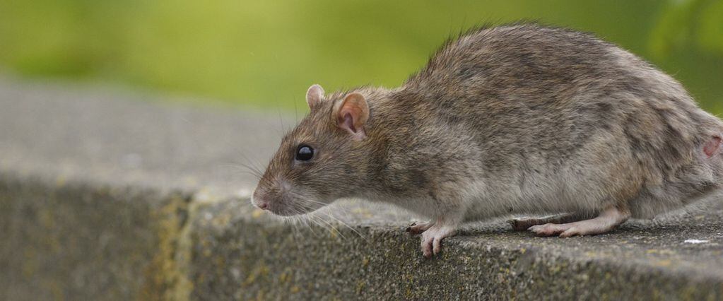 El ratón noruego vive principalmente a nivel del suelo, aunque pueden escalar. El alcantarillado es su zona de confort.