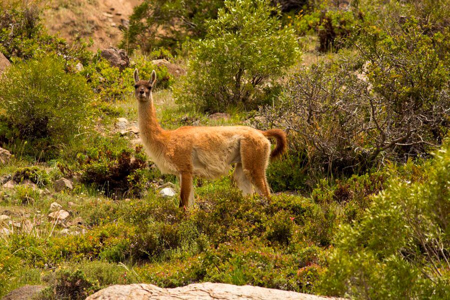 Guanaco Cascada de las Animas proyecto Instituto de Ecología y Biodiversidad (IEB)