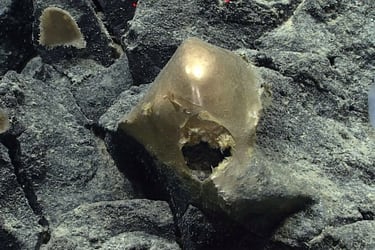 El misterioso “huevo dorado” que fue encontrado en las profundidades del Océano Pacífico