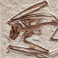 Este murciélago de 52 millones de años es el más antiguo jamás encontrado y es de una especie nunca vista 