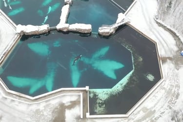 El video que capturó las tristes condiciones Kiska, la orca más solitaria del mundo