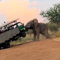 Elefante furioso golpeó violentamente un camión safari en Sudáfrica