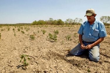 El impacto del calentamiento global en cultivos claves del mundo