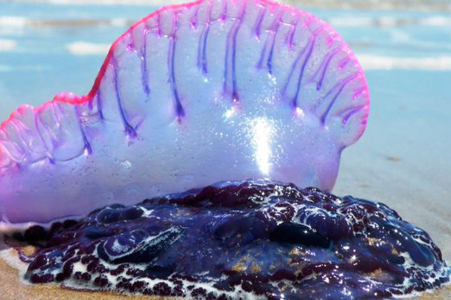 Con tentáculos de 50 metros y una picada mortal: Fragata Portuguesa cierra seis playas en Chile
