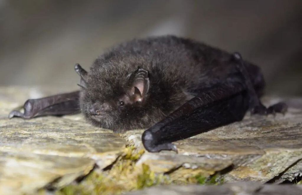El murciélago orejas de ratón del sur (Myotis chiloensis). FOTO: Annia Rodríguez