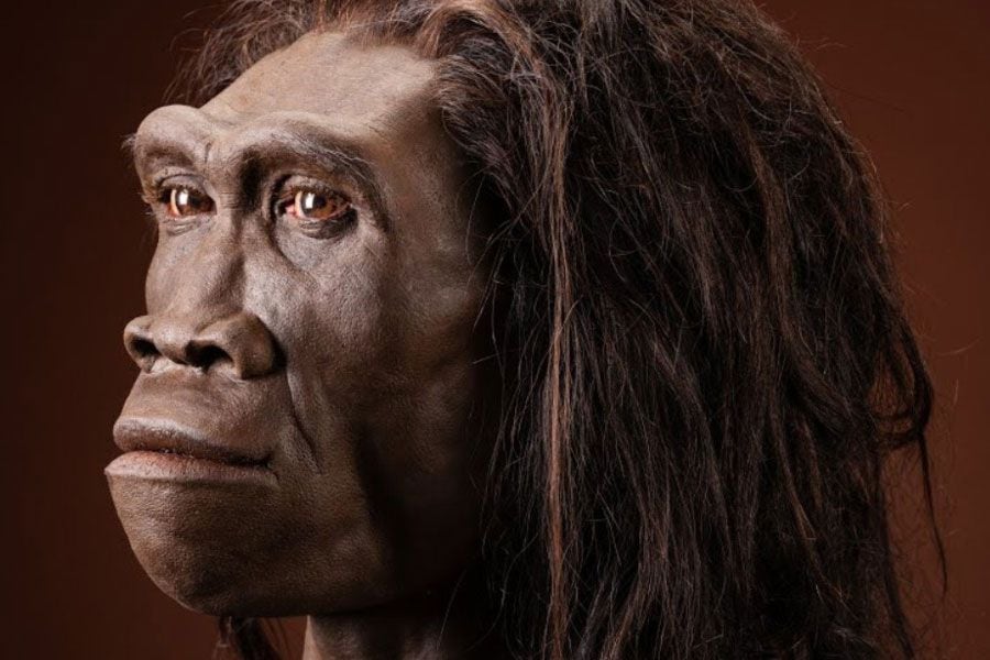 Pourquoi Les Homo Erectus Migrent T Il