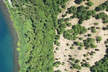 Estudio revela que en 16 años Chile redujo su bosque nativo en casi cuatro veces la superficie del Gran Santiago