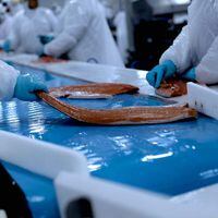 Camanchaca cierra el primer semestre con pérdidas por menores precios del salmón