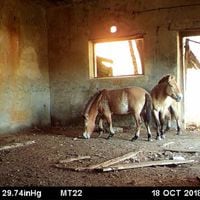 Chernobyl se convierte en santuario para una rara especie de caballo