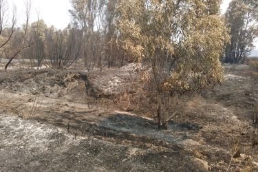 “Se elimina hasta un 99% de materia orgánica”: Los devastadores efectos de los incendios forestales del verano