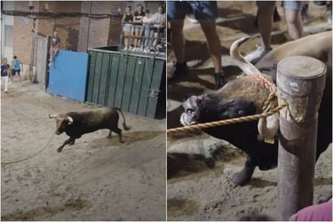 El dramático video de un toro maltratado durante fiestas en España