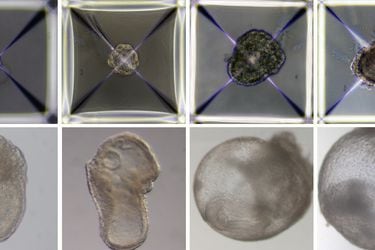 Increíble video muestra embriones artificiales con corazón y cerebro creados por científicos