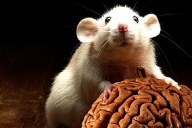Organoides cerebrales cultivados en laboratorio logran formar sinapsis en cerebros de ratas