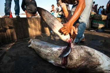 “Tiburón tipo albacora”: estudio de la U. de Chile detecta fraude alimentario en pescaderías y ferias libres de Santiago