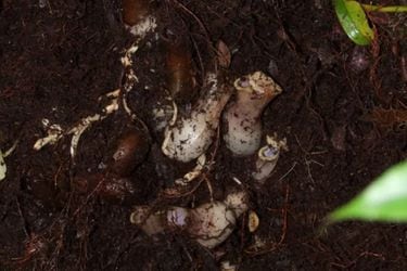 Científicos descubren espeluznante y misteriosa planta carnívora que acecha bajo tierra