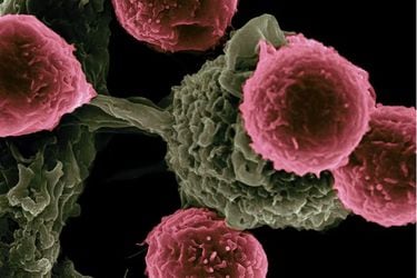 Medicamento contra cáncer ‘enmascarado’ entrena sigilosamente al sistema inmunitario para eliminar tumores 