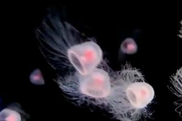 Descubren cómo la medusa inmortal logra revertir su ciclo vital