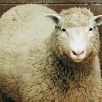 El caso de Dolly, la oveja más famosa de la historia que nació a partir de una clonación