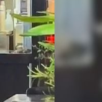 Cursan sumario sanitario por presencia de un ratón en local de comida rápida en Antofagasta