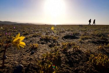 El New York Times recomienda Chile entre las aventuras más extraordinarias para viajeros