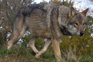 Fact Checking 56:  ¿Crean mascarillas con tesis universitarias? ¿Avistaron un lobo extinto? 