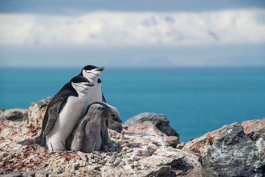 Chinstrap Penguins in Antarctica