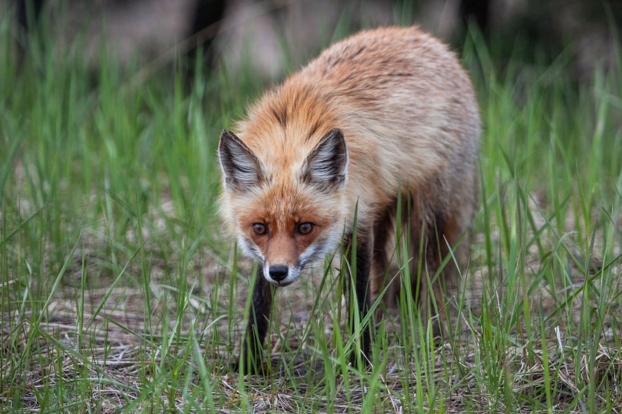 zorrito