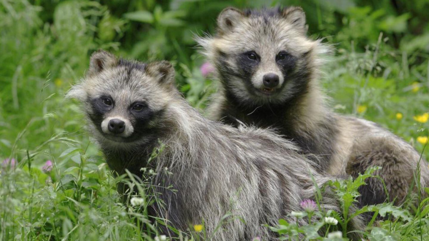 ¿Qué son los perros mapache y por qué la OMS los apunta como posible origen del Covid?