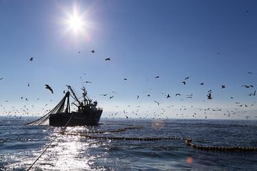 Exportaciones pesqueras anotaron un positivo desempeño en 2021 impulsadas por envíos de jurel