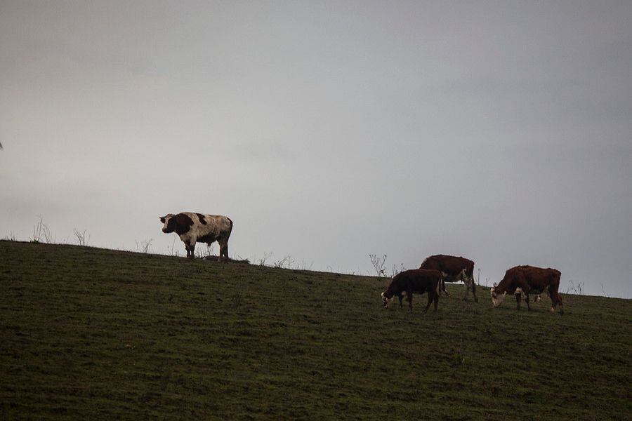 Vacas