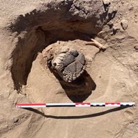 Entre “bosques fantasmas” y “aguas fósiles”: así vivieron los primeros habitantes del desierto de Atacama