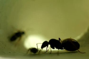 Sorprendente estudio prueba que las hormigas pueden detectar el cáncer en la orina