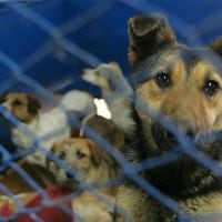 Municipalidad de San Pedro de Atacama exige la eutanasia masiva para más de 4.000 perros callejeros