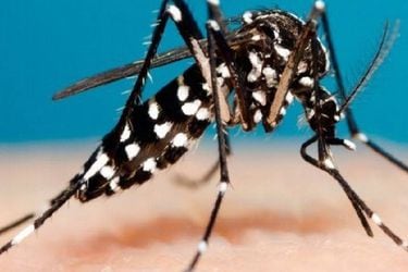 Zancudo Dengue y otras enfermedades