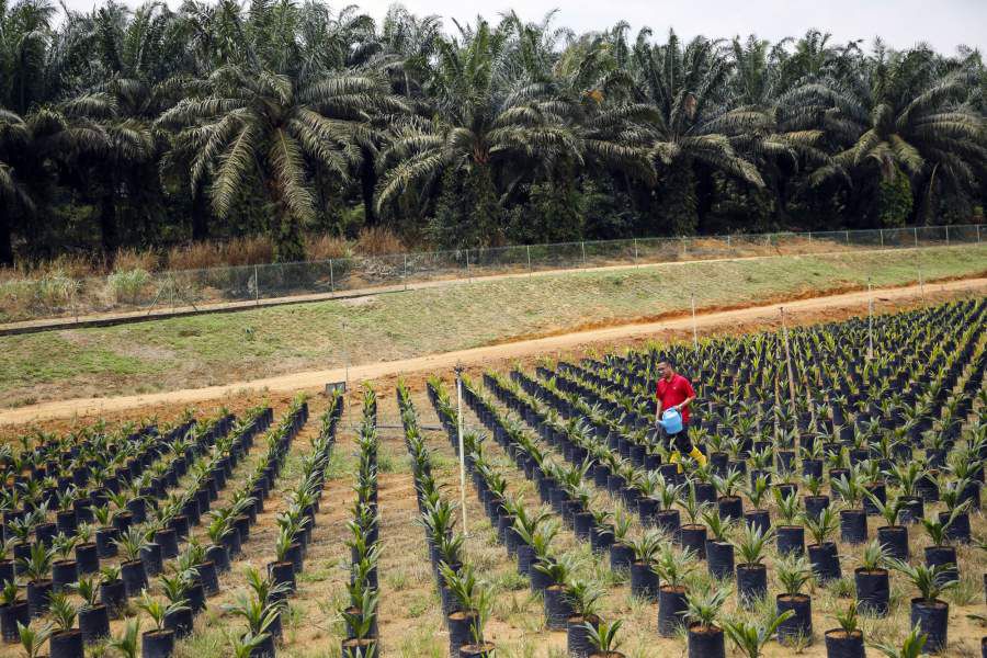 Malaysia Dwarf Palm