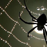 Arañas afinan sus telarañas para poder "sentir" a sus presas
