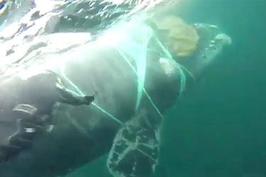 Armada rescata a una ballena atrapada en redes de pesca